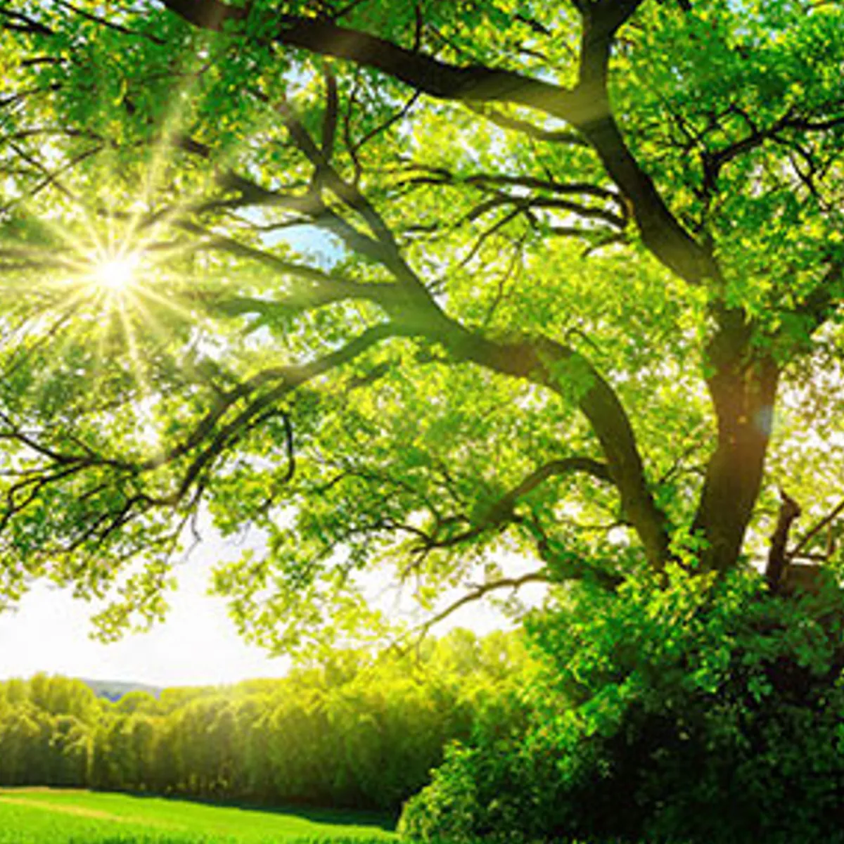 Nature's Garden Mother Nature Fragrance Oil Hot