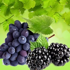 Nature's Garden Muscadine Fragrance Oil Hot