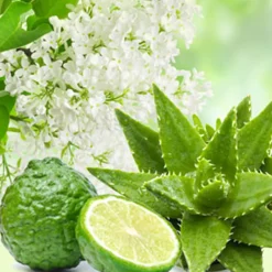 Nature's Garden NG Aloe & White Lilac Fragrance Oil Discount
