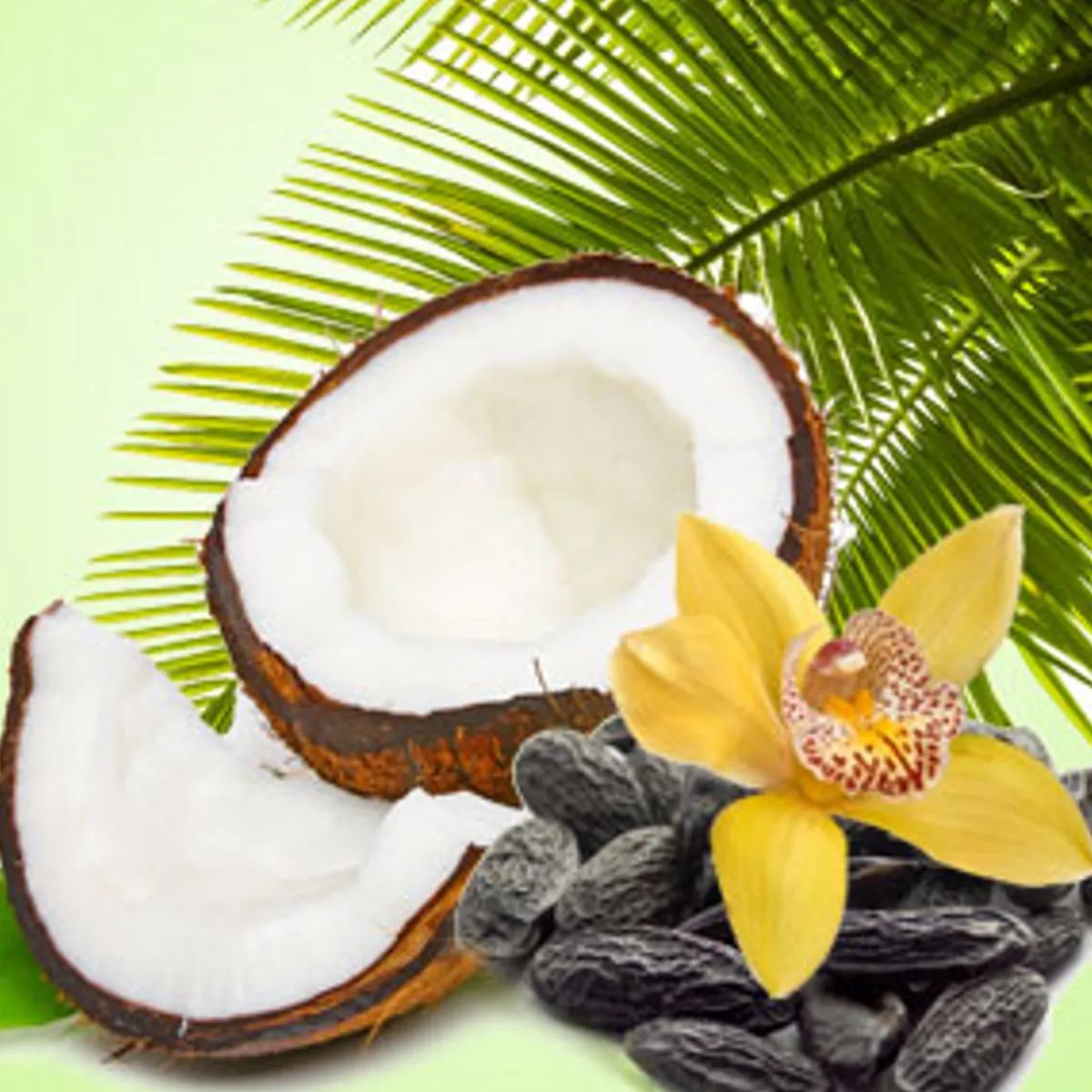 Nature's Garden NG Exotic Coconut Type Fragrance Oil Discount