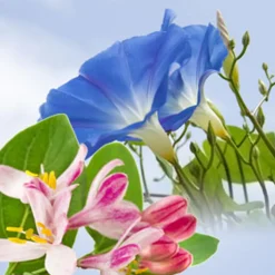 Nature's Garden NG Morning Glory & Honeysuckle Type Fragrance Oil Clearance