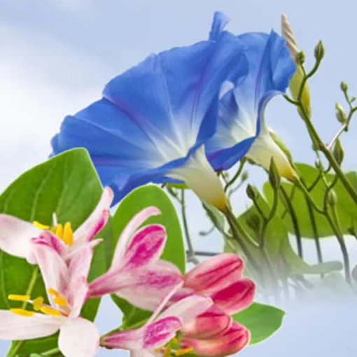 Nature's Garden NG Morning Glory & Honeysuckle Type Fragrance Oil Clearance