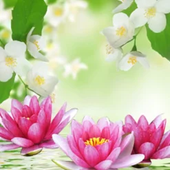 Nature's Garden NG Water Lily & Jasmine Type Fragrance Oil Discount