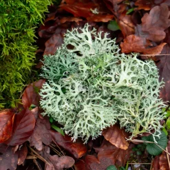 Nature's Garden Oakmoss Fragrance Oil Clearance