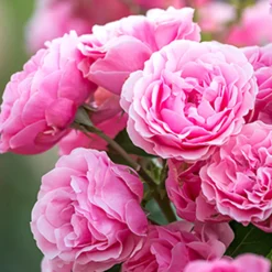 Nature's Garden Ode de Rose Fragrance Oil Clearance