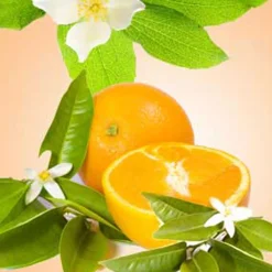 Nature's Garden Orange Blossom Fragrance Oil Best