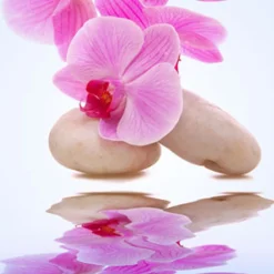 Nature's Garden Orchid Rain Fragrance Oil Online