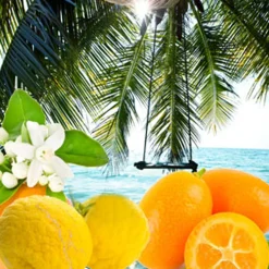 Nature's Garden Palm Island Fragrance Oil