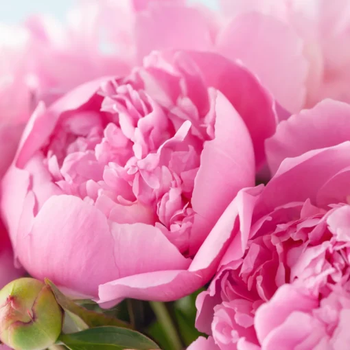Nature's Garden Peony Fragrance Oil Discount