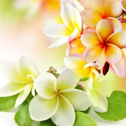 Nature's Garden Pikaki Fragrance Oil New