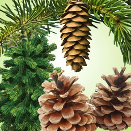 Nature's Garden Pine Forest Fragrance Oil Sale