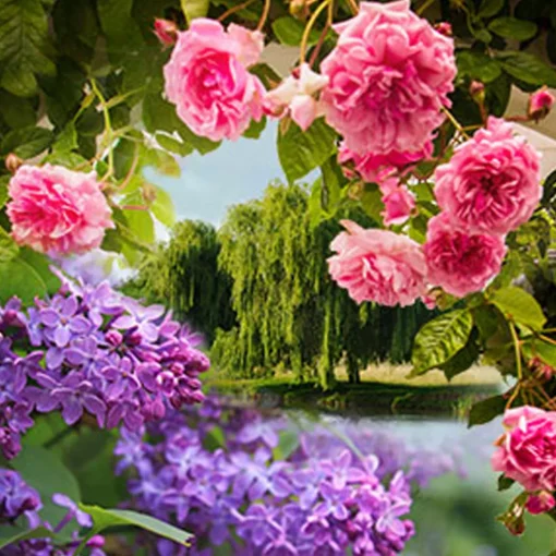 Nature's Garden Pink Lilac and Willow Fragrance Oil Clearance