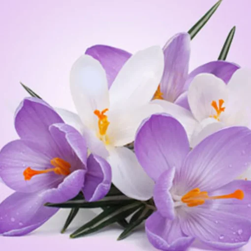 Nature's Garden Poison Crocus Fragrance Oil Best