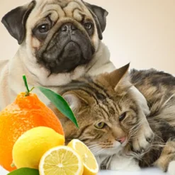 Nature's Garden Purrs & Paws Fragrance Oil Sale