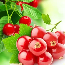 Nature's Garden Red Currant Fragrance Oil Clearance