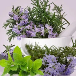 Nature's Garden Rosemary Mint Type Fragrance Oil Clearance