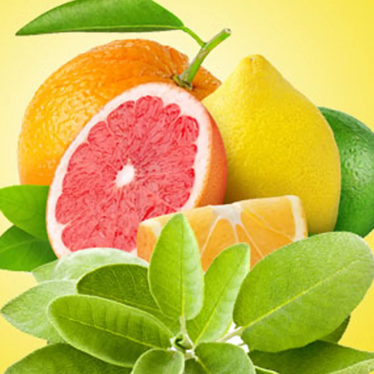 Nature's Garden Sage and Citrus Fragrance Oil Online