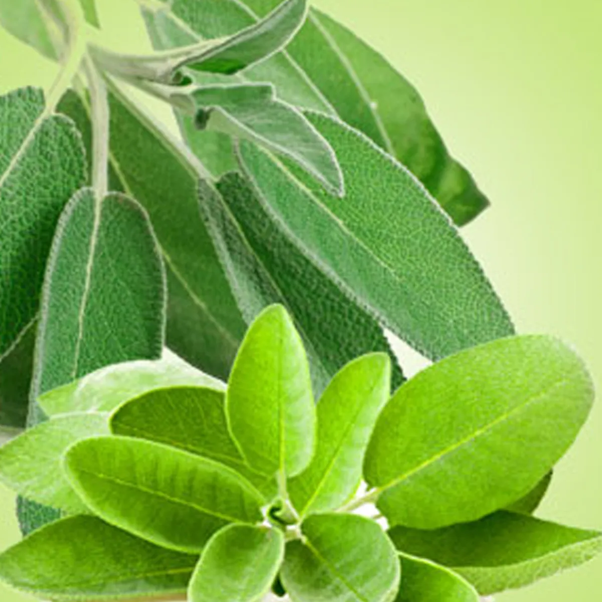 Nature's Garden Sage Leaf Fragrance Oil Hot