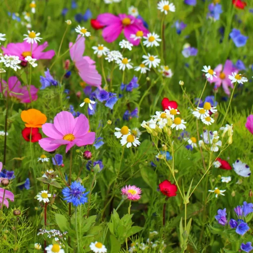 Nature's Garden Spring Wildflowers Fragrance Oil Discount