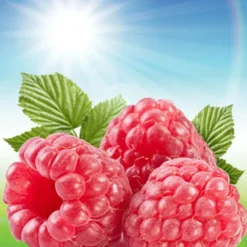 Nature's Garden Sun Ripened Raspberry Fragrance Oil Discount