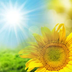 Nature's Garden Sunflower Type Fragrance Oil New