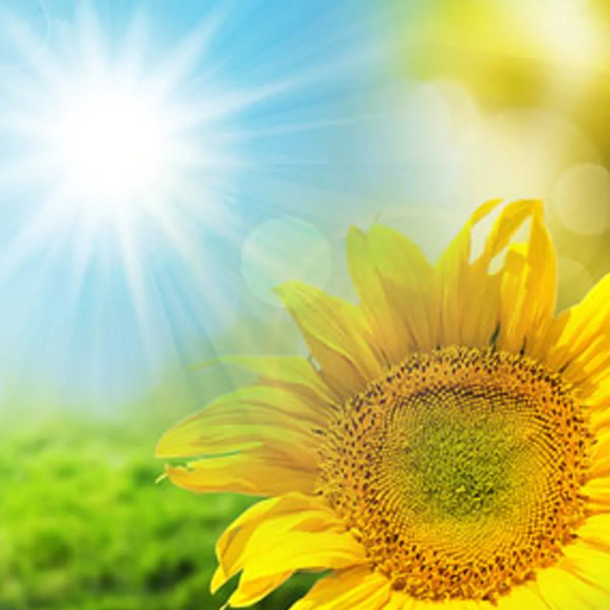 Nature's Garden Sunflower Type Fragrance Oil New