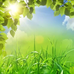Nature's Garden Sweet Grass Fragrance Oil Sale