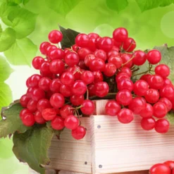 Nature's Garden Teaberry Fragrance Oil Online