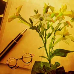 Nature's Garden Tobacco Fragrance Oil Discount