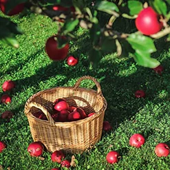 Nature's Garden Under the Apple Tree Fragrance Oil