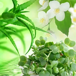 Nature's Garden Watercress & Aloe Fragrance Oil Clearance