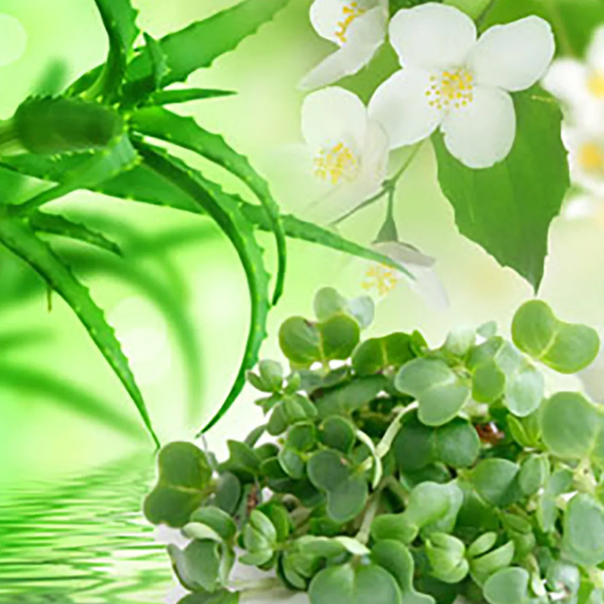 Nature's Garden Watercress & Aloe Fragrance Oil Clearance