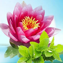Nature's Garden Waterlily Fresh Mint Fragrance Oil Online