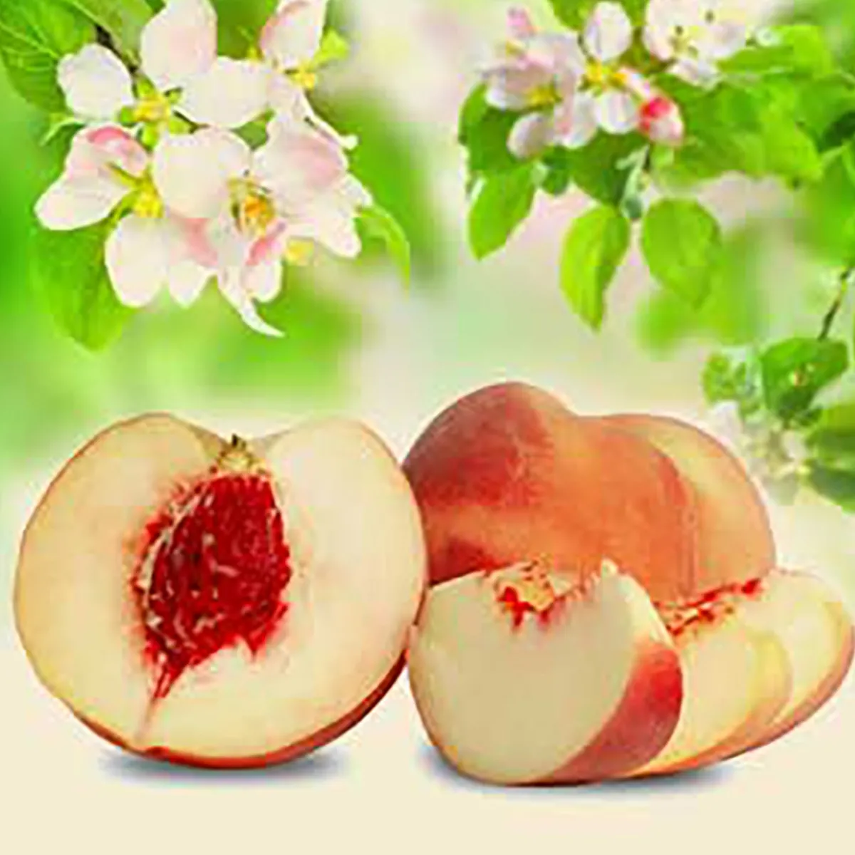 Nature's Garden White Peach and Silk Blossoms Fragrance Oil New
