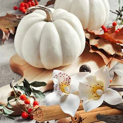 Nature's Garden White Pumpkin Amber Fragrance Oil Best