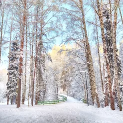 Nature's Garden Winter Birch and Pine Fragrance Oil Online