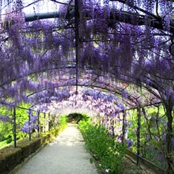 Nature's Garden Wisteria Blvd Fragrance Oil New